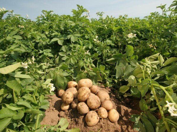 чем удобрять картошку для хорошего урожая