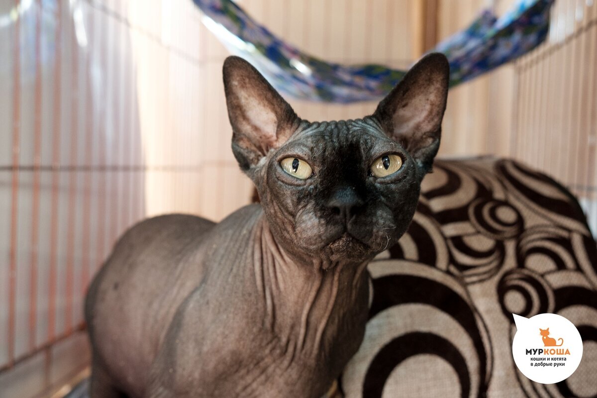 Кот Орфей