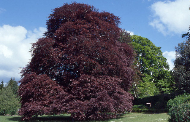 Фото: geograph.ie