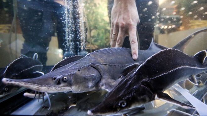 Взятки в объеме около 260 кг рыбы - лещей, судаков и краснокнижной стерляди - получил от местных рыбаков участковый полиции из Татарстана