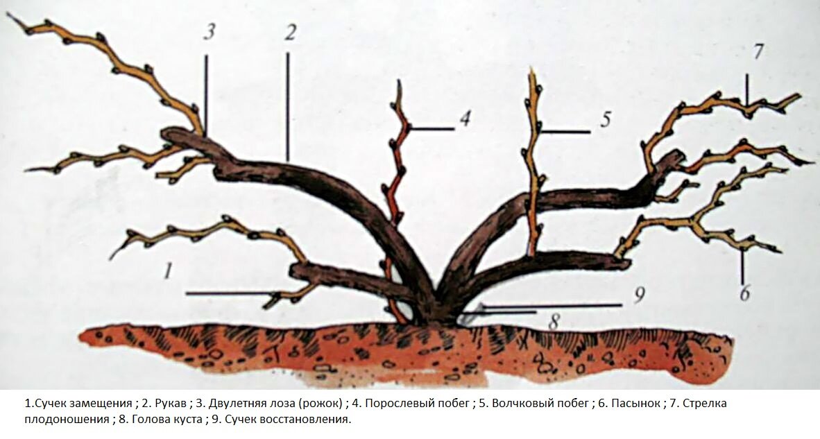 Схема правильной обрезки винограда