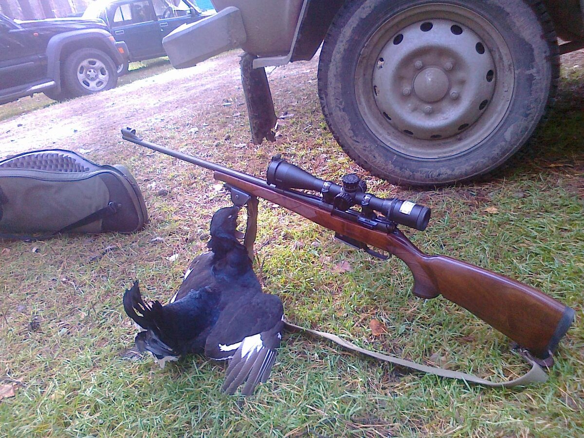 Тетерев добытый из винтовки CZ 527 в калибре 7.62х39