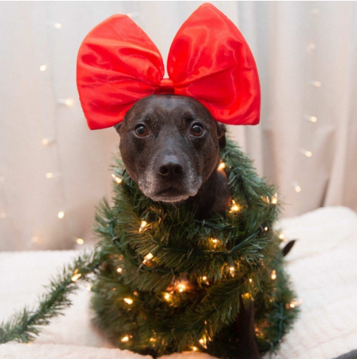 Символ уходящего года