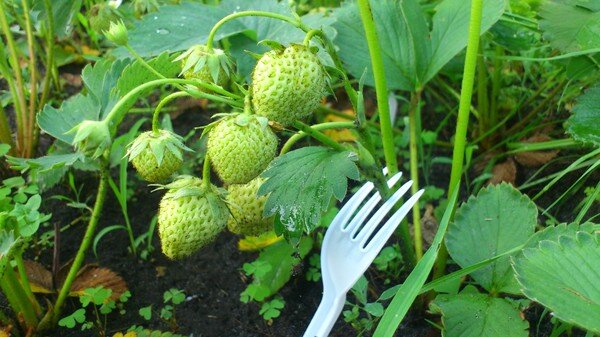 Фото: https://otvet.imgsmail.ru/download/80f5f3ca0eb973f07d3c3ce906a2383f_i-292.jpg