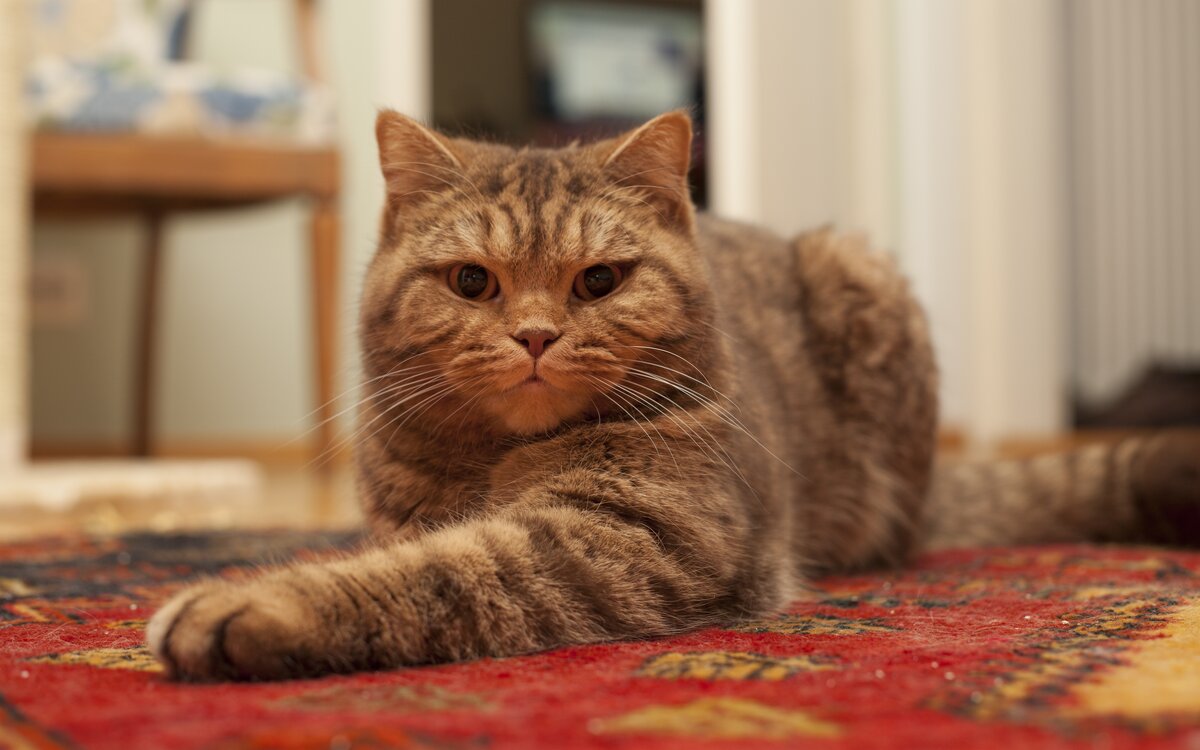 강남VVIP모델하우스 OPGA.GA 강남오피 오피가이드 Pets cats, Cats, Cat care