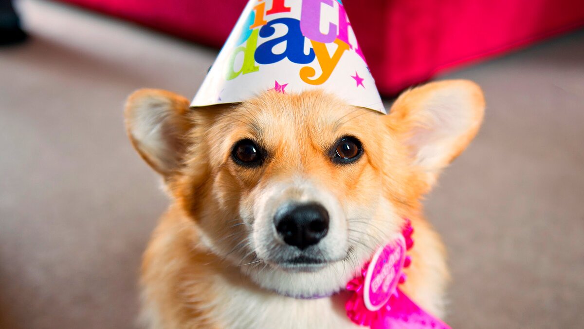 Источник фото: https://it.upet.com/yasobak/photos/photo-559326