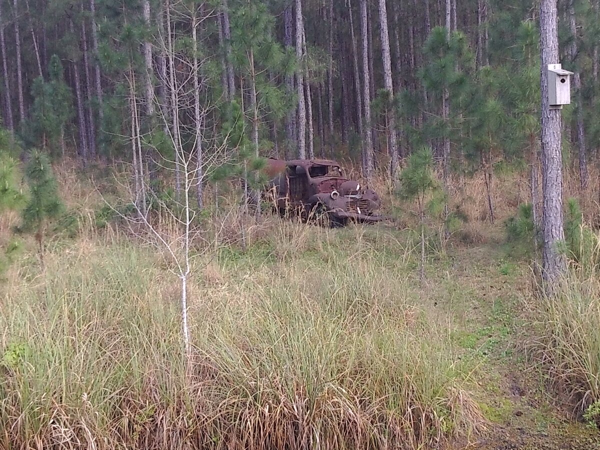 Бутлеггерский грузовик, заброшенный в лесах Флориды