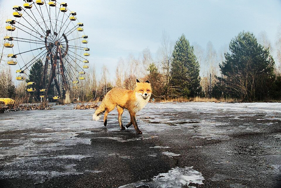 Фото животных в припяти