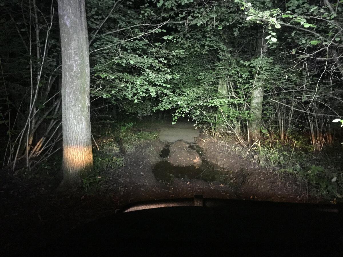 Ночью в лесу любая дорога-правильная! Фото из свободных источников.