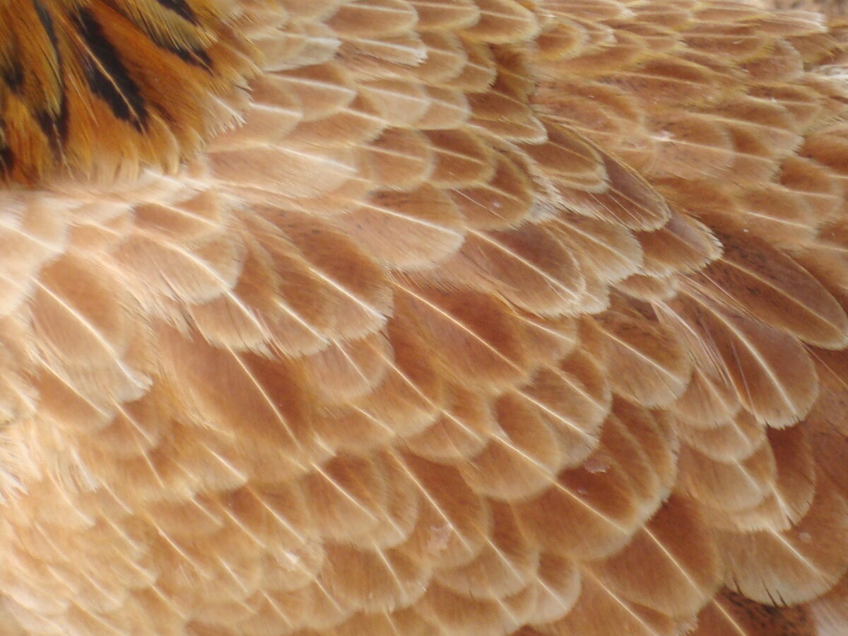 фото;backyardchickens.com