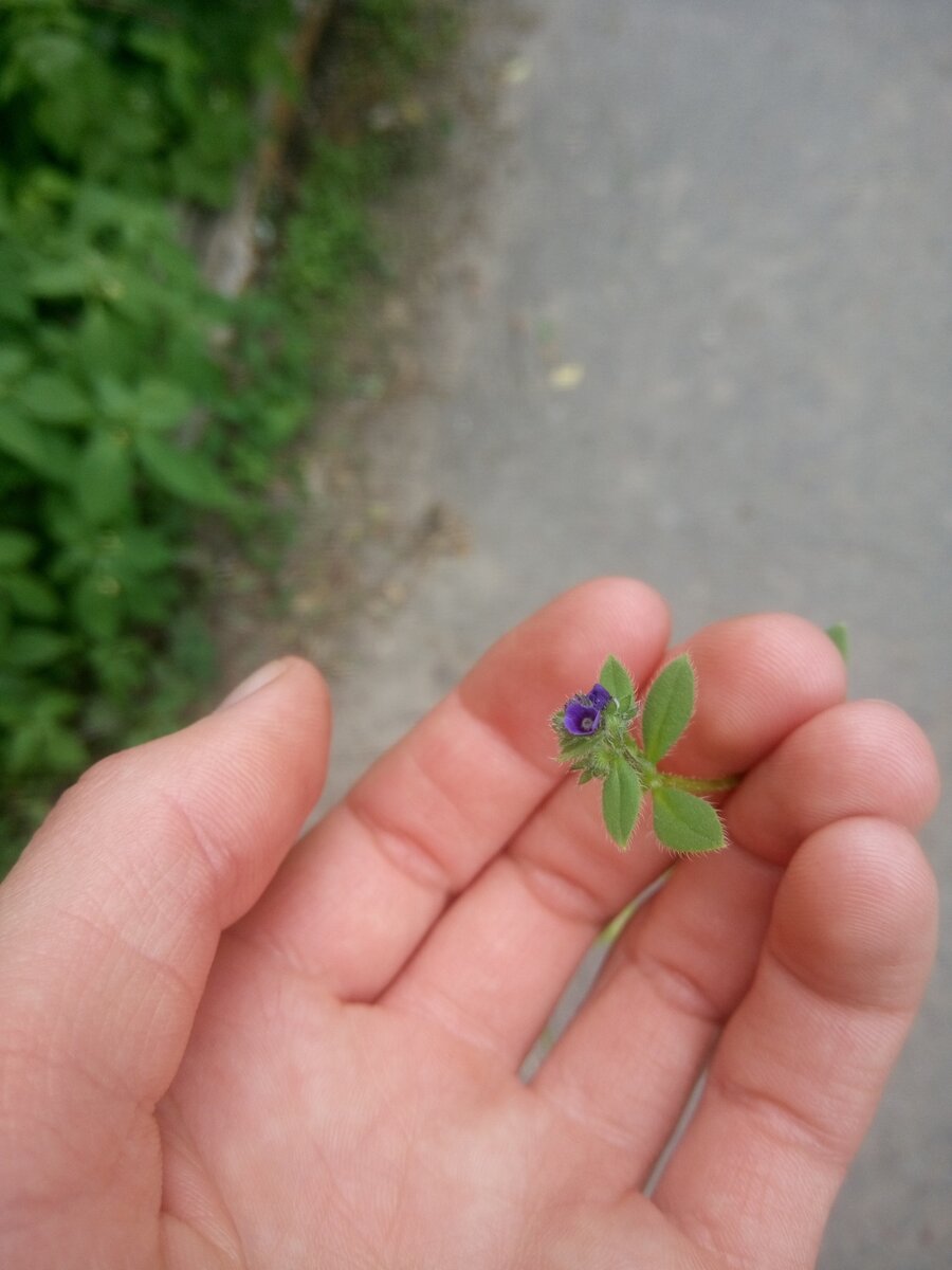 Острица безопасна? | PlantagoMedia | Дзен