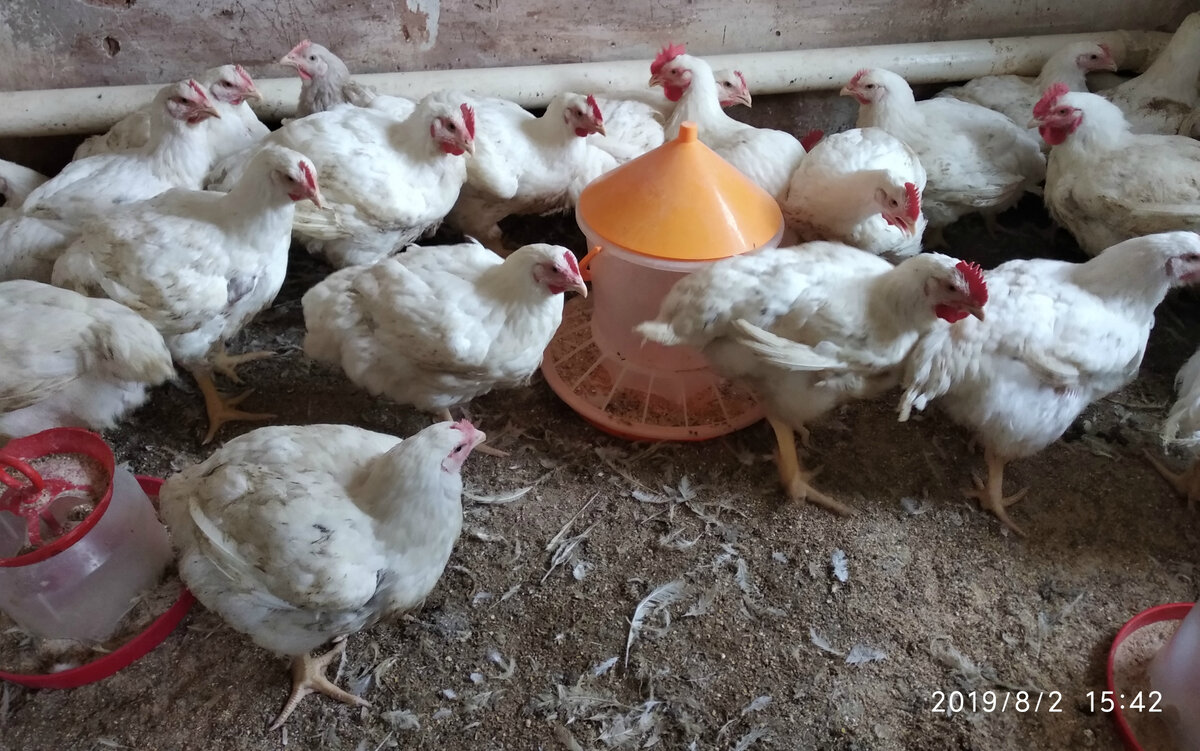 Как выглядят цыплята в 2 месяца фото
