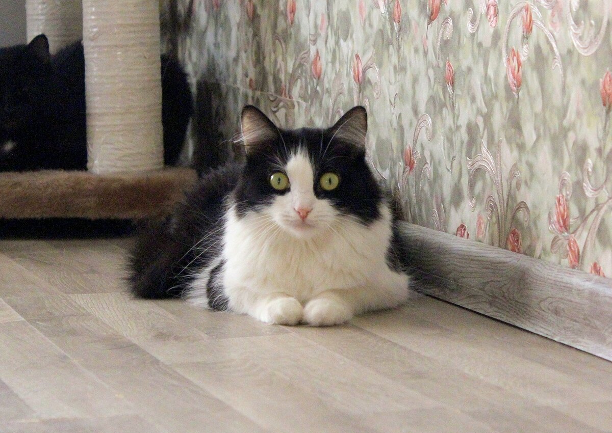 Кошка Жасмин из Банды Дворян