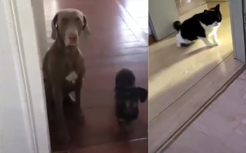 Смешные видео