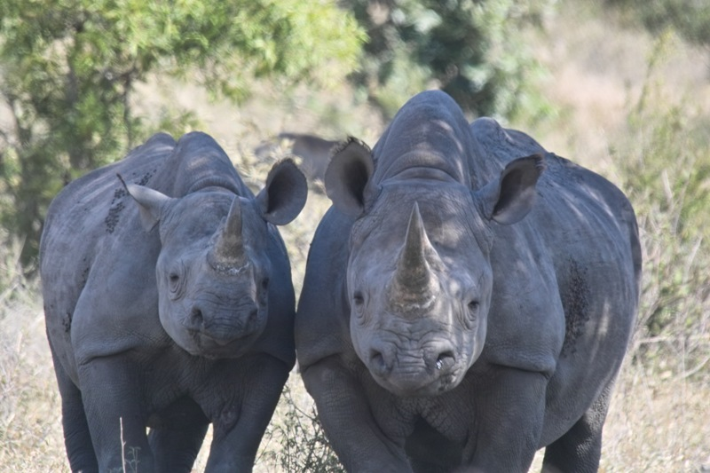 Носорог это какое животное. Diceros bicornis. Черный носорог. Двурогий носорог черный. Тунис-схватка носорога.