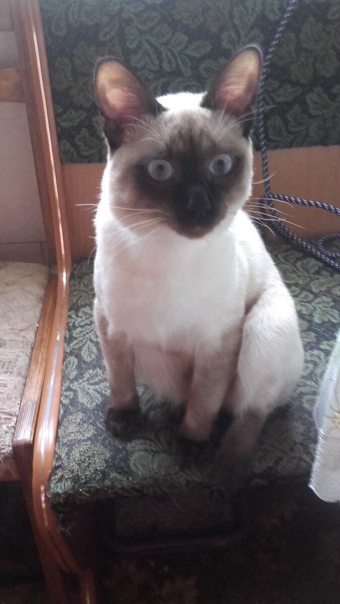 Кто сломал кота????