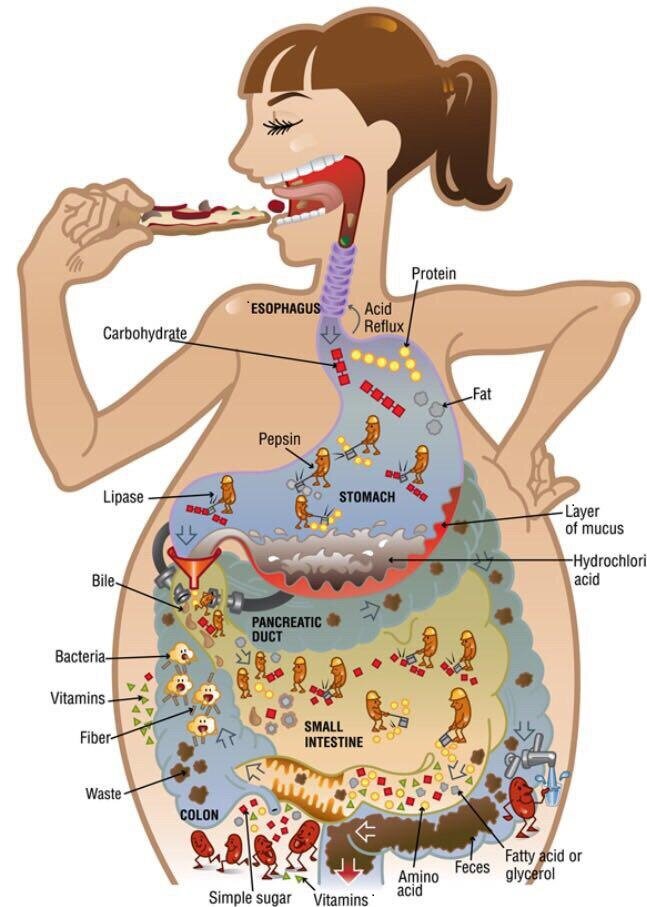 Организм не переваривает пищу