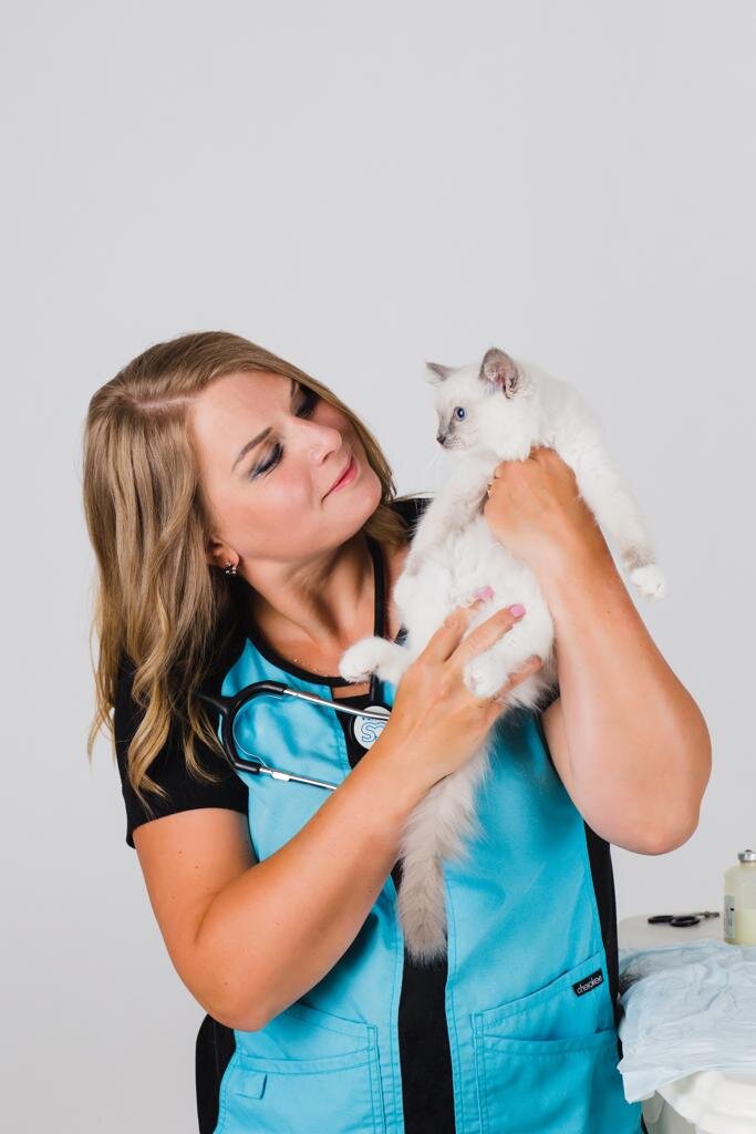 Для заводчиков. Какие анализы нужны кошке перед вязкой? | Записки ...