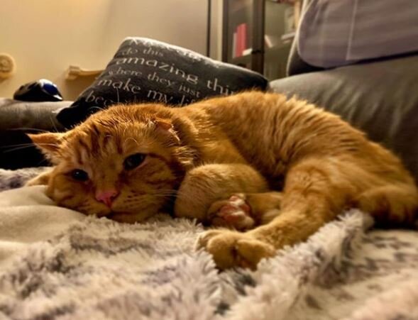 Источник: www.instagram.com/benbencatcat