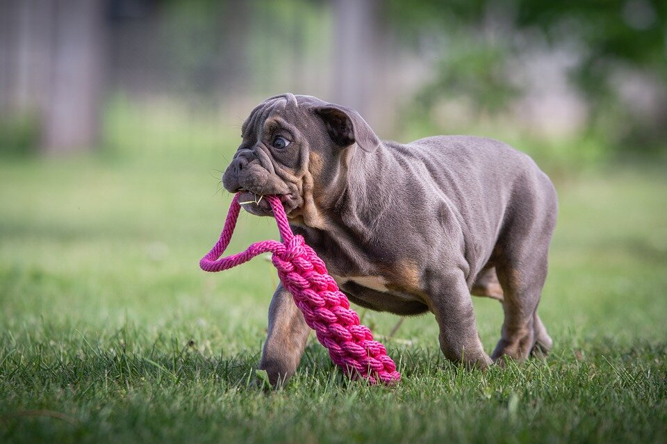 https://cdn.pixabay.com/photo/2019/05/19/21/01/puppies-4215233_960_720.jpg