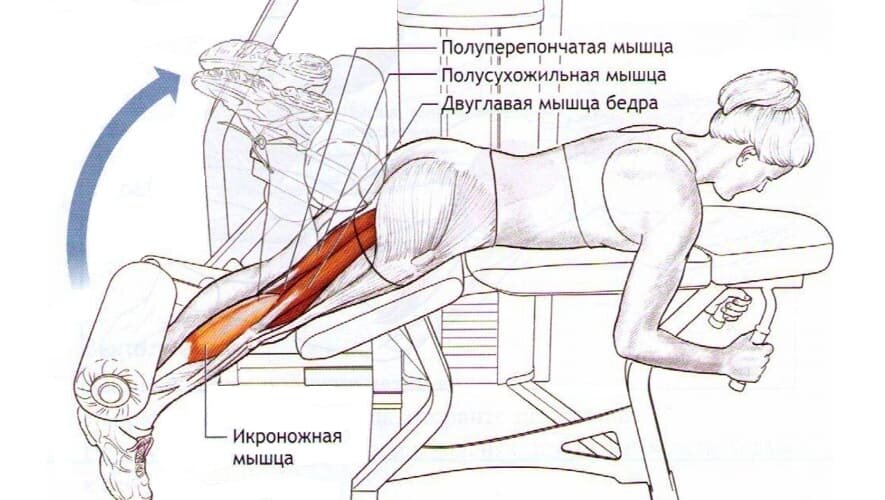 Круговая тренировка: комплекс упражнений на все группы мышц для мужчин и женщин