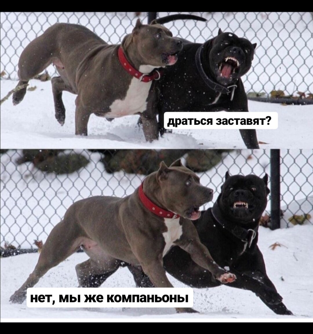 кане корсо и стаффордширский. стаффордширский терьер кане корсо метис. кане корсо стаффордширский. метис кане корсо. кане корсо и питбуль.