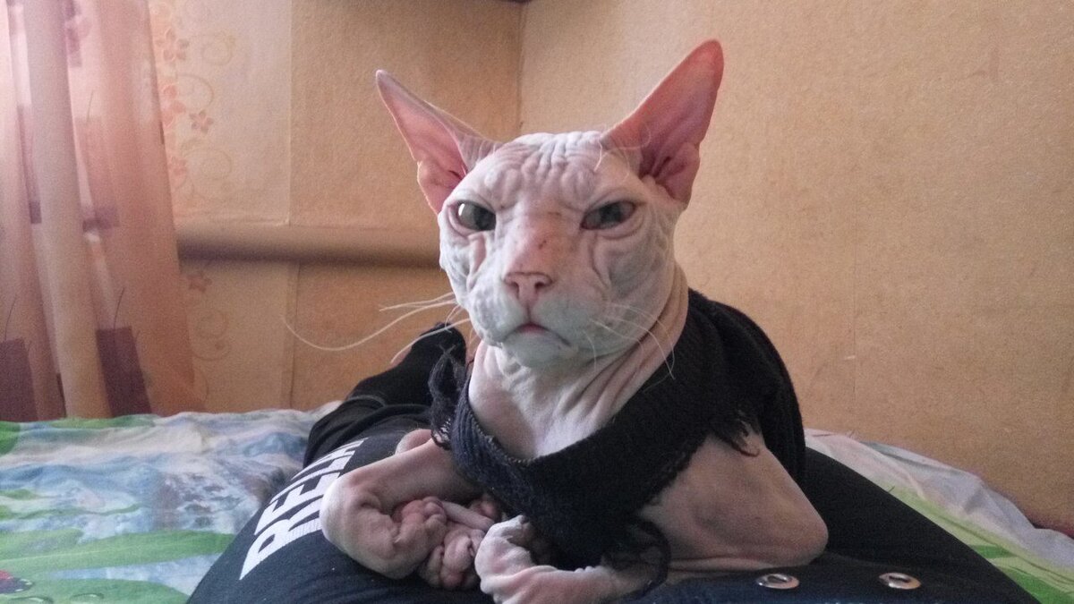 Самое ласковое настроение.  Мурлыкает как трактор.