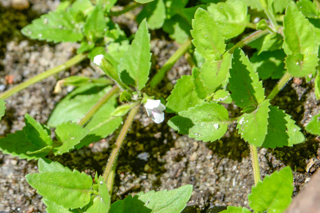 2. Тут цветок уже белый.