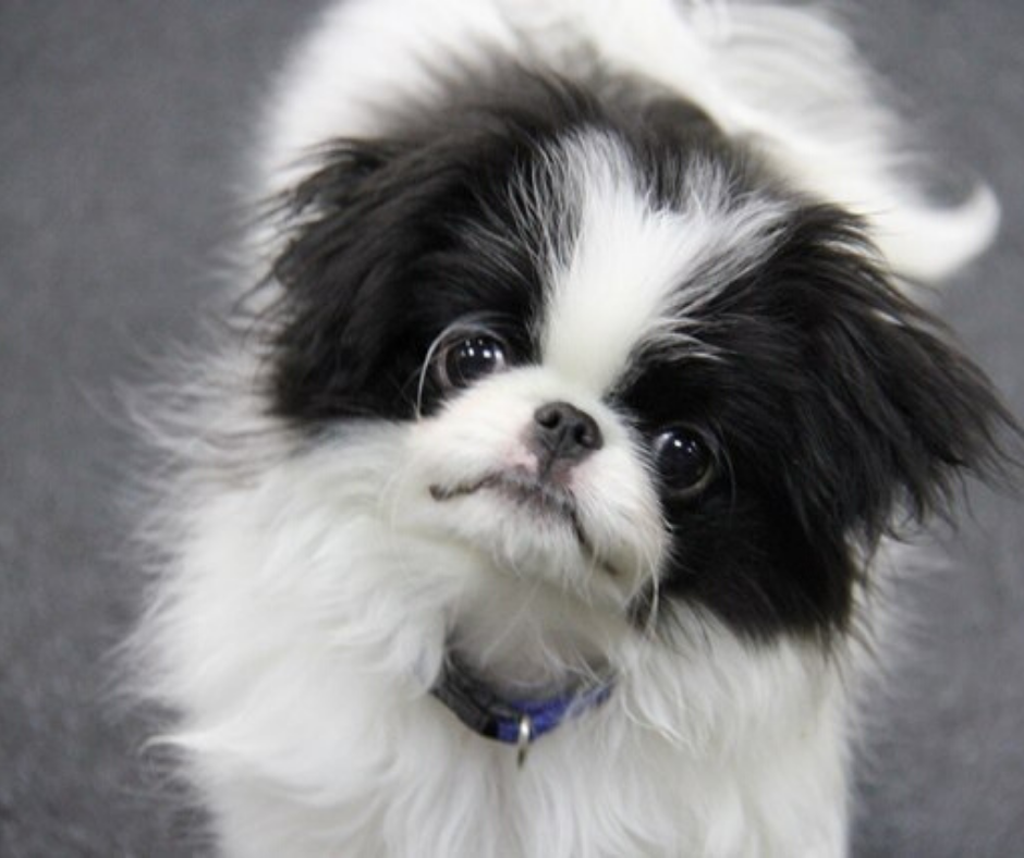 Щенок японского хина  Arh Beauty NauHarn