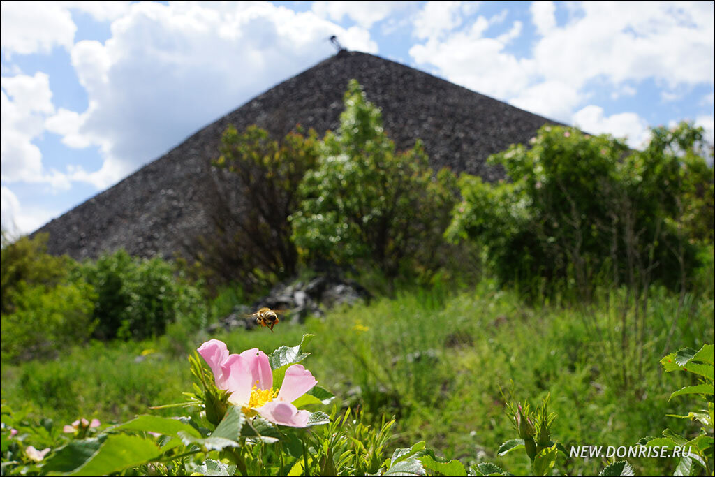 Полёт пчелы над цветком шиповника на фоне террикона