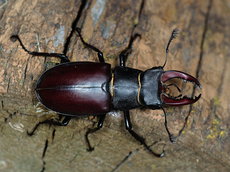 Жук-олень (Lucanus Cervus). Жук Рогач Титан. Крупные жуки. Самый крупный Жук.