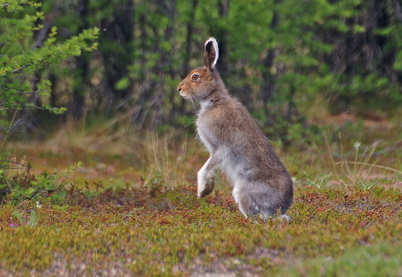 Осенняя охота на зайца: особенности и методы охоты