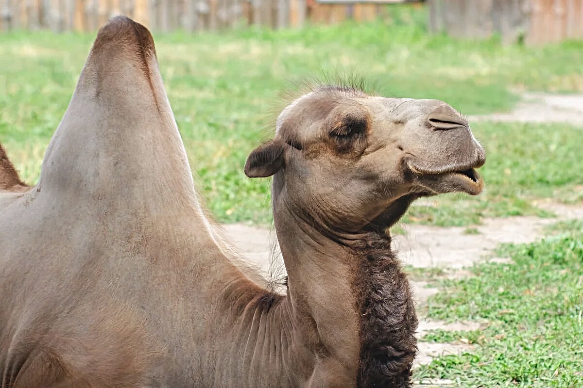 Участвующий в скачках верблюд 8 сканворд. Two humped Camel. Camel two.