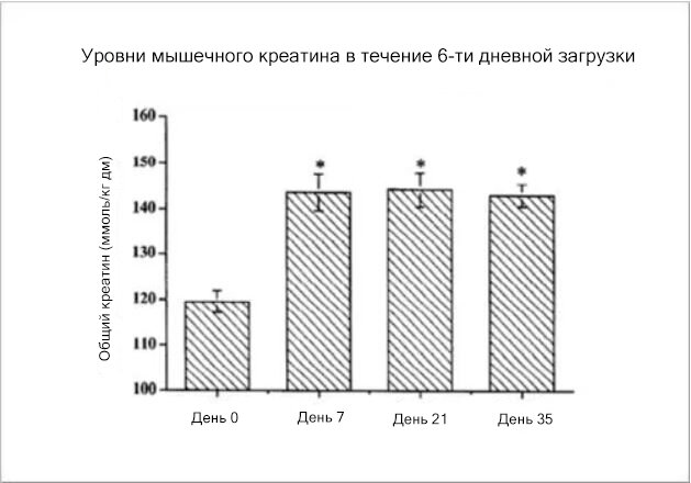 Уровни креатина при шестидневной загрузки