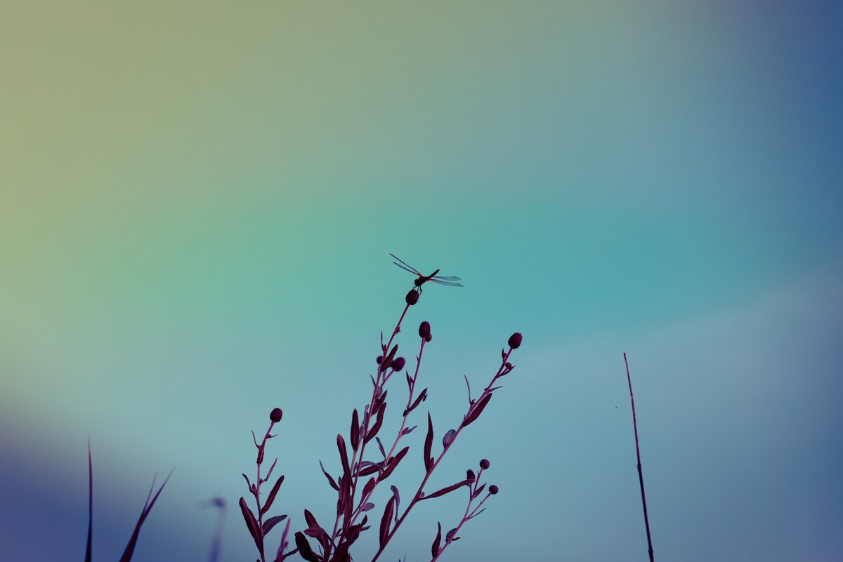 Сибирский космос