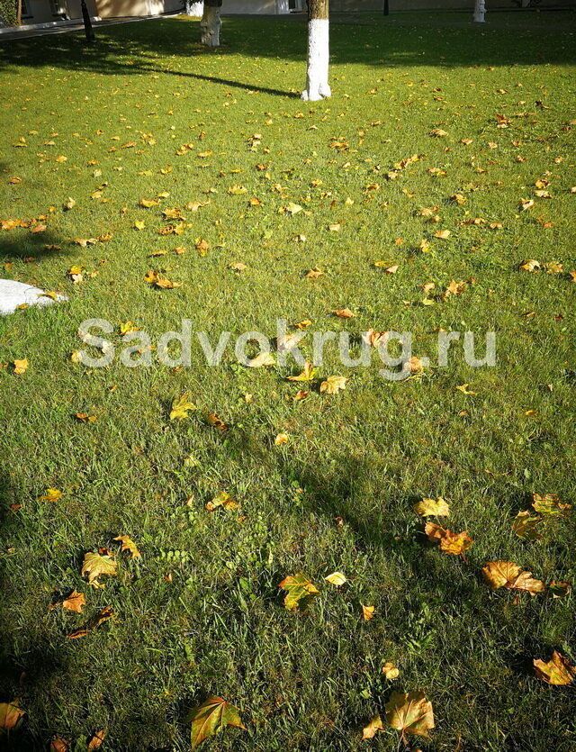 Осенний газон