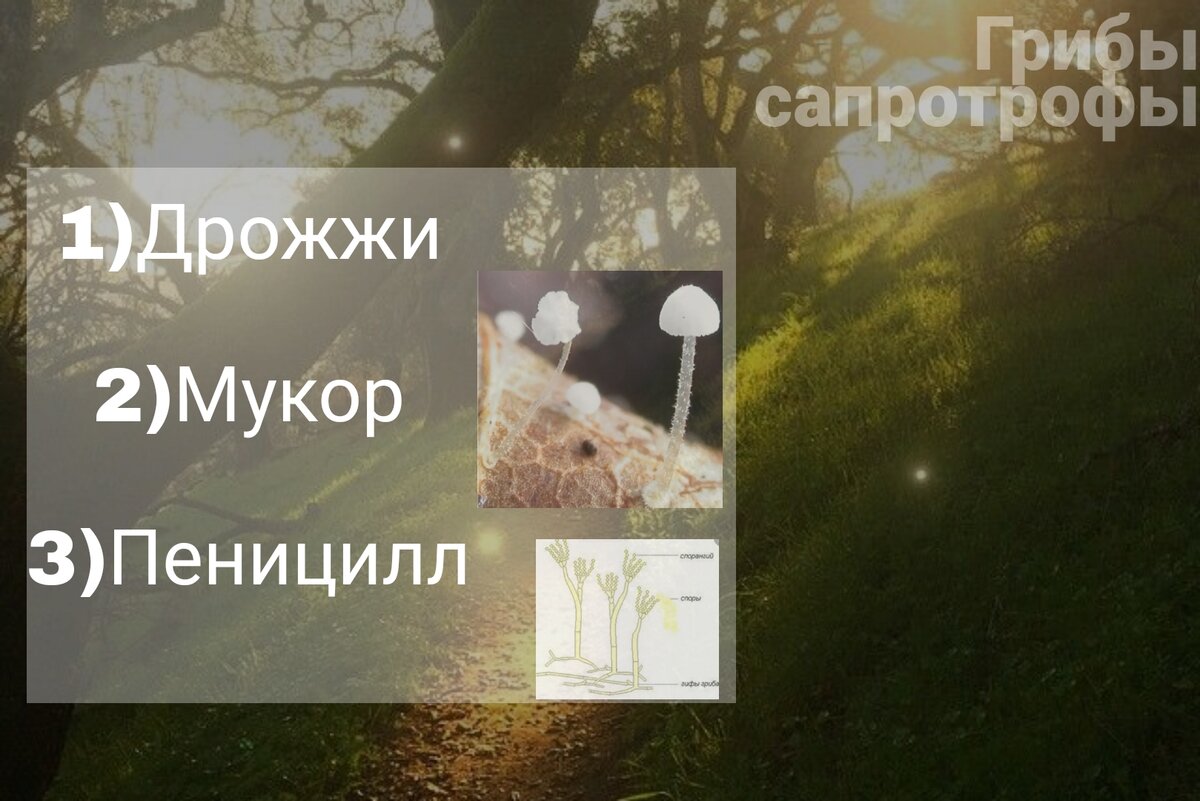 Источник - https://vk.com/wall-200740329_2563