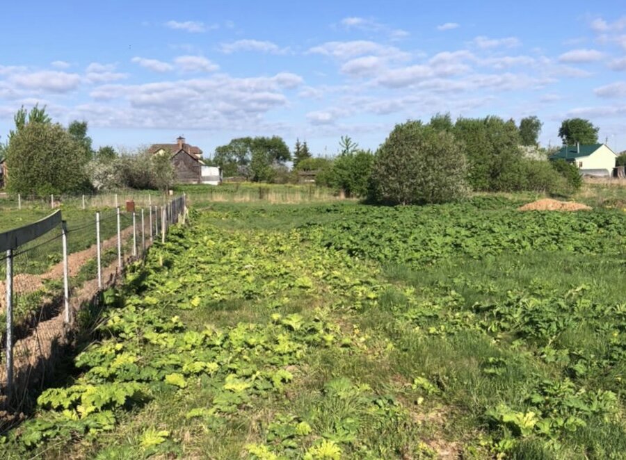 Обработанный борщевик остановил свой рост и пожелтел