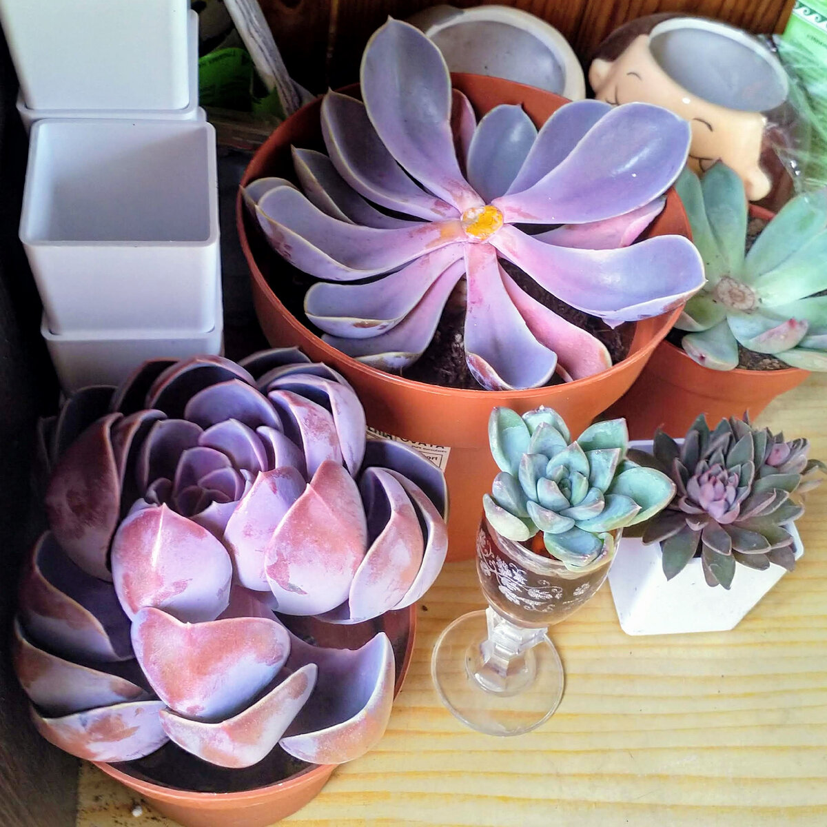 А теперь их стало две