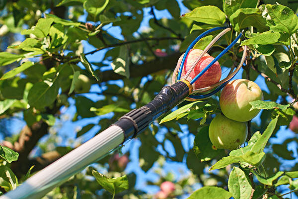 Сбор урожая яблок – когда их лучше собирать