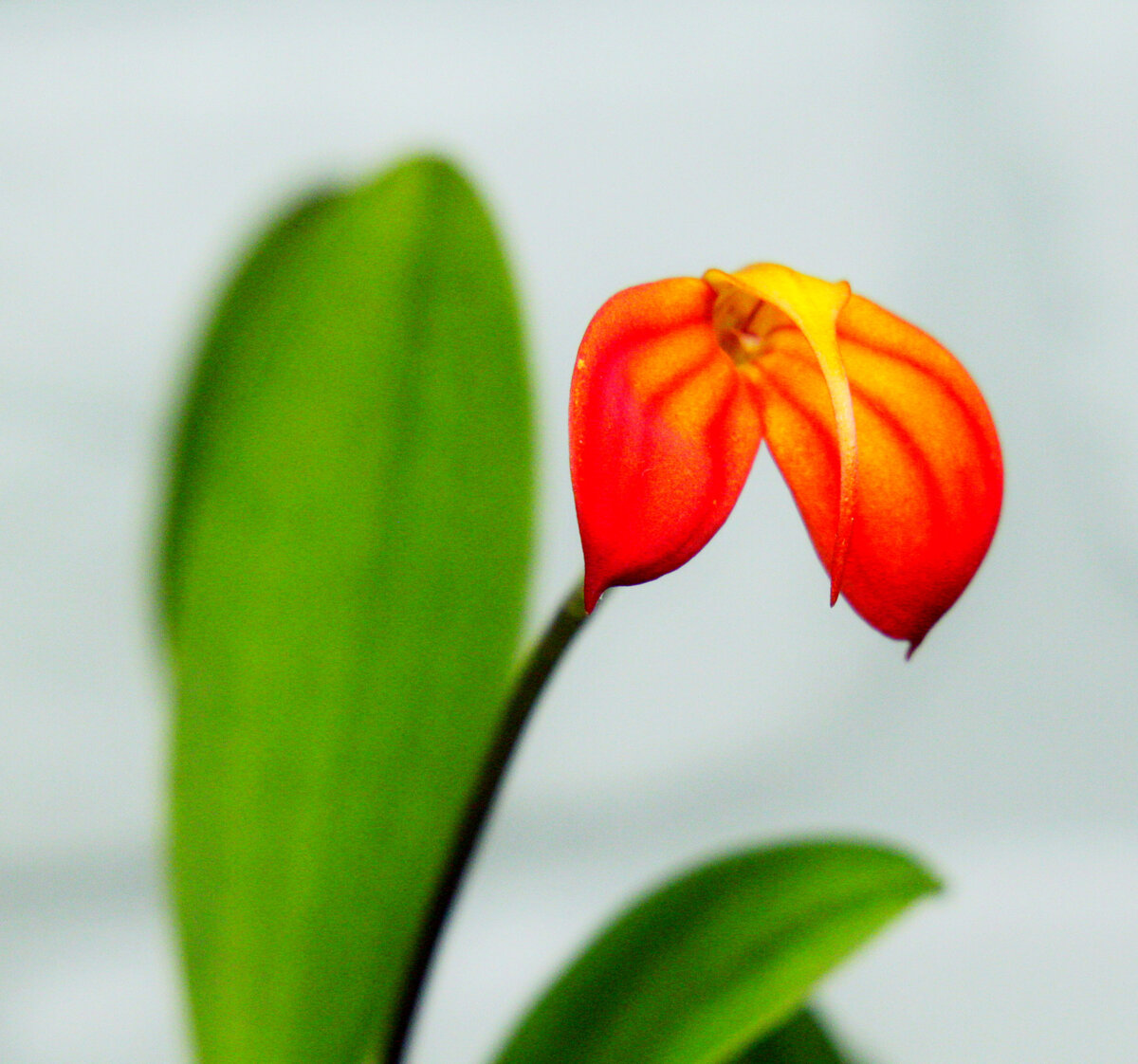 Masdevallia ignea. Фото автора