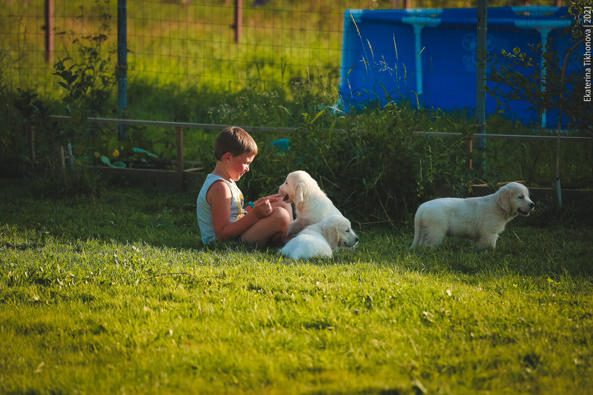 На фото наш сын со щенками золотистого ретривера.