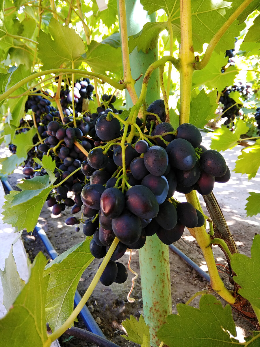 Надежда АЗОС