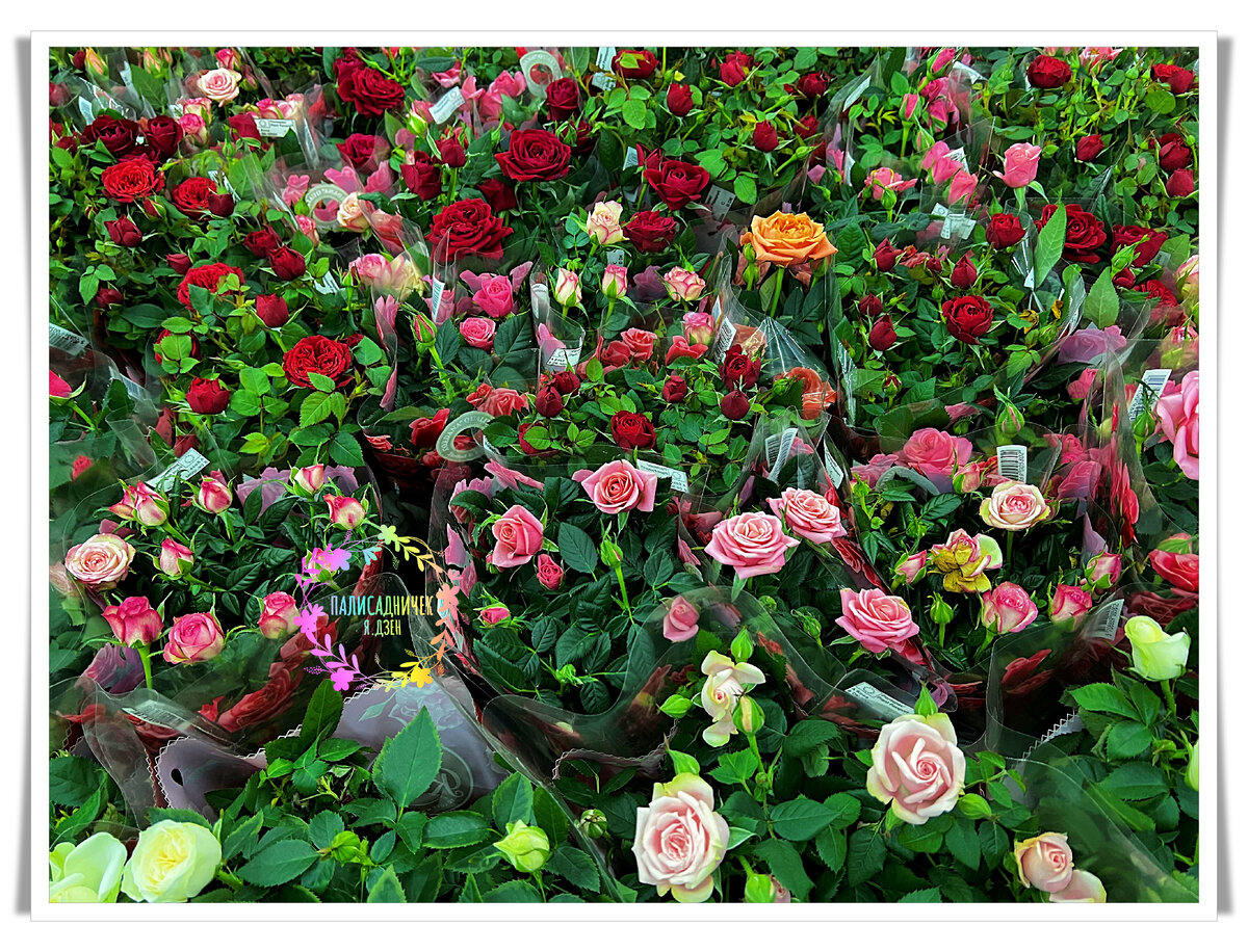 Цветочных каналов много. Больше, чем роз на этом фото. Пока все переберёшь, забудешь, что искал :) Но у меня за два с лишним года на Дзене было много времени. И я его даром не теряла. И у меня теперь классная лента подписок. 