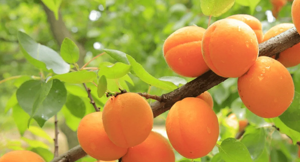 Фото из открытых источников Интернет. Такие и у нас в Златополе аппетитные абрикосы.