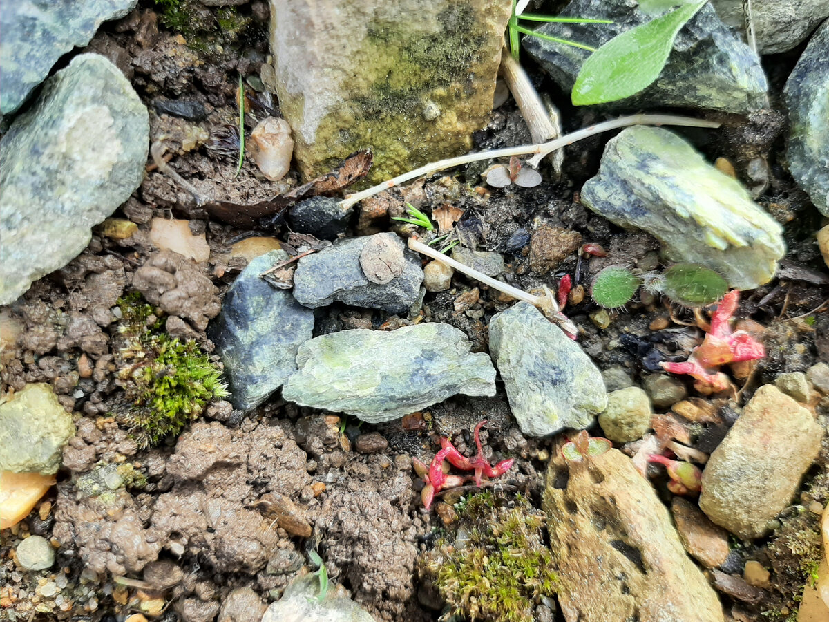 Всходы левизии котиледон, фото автора