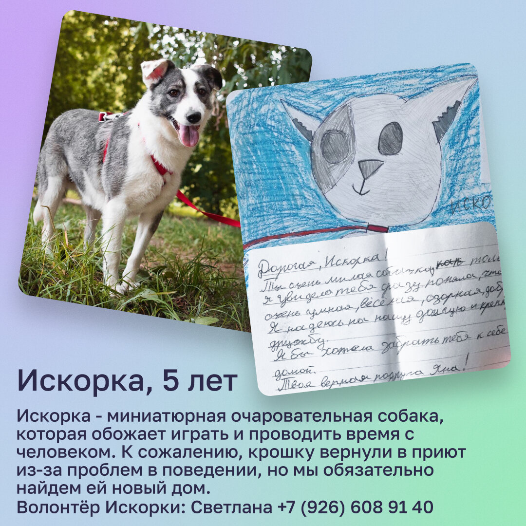 У меня всего 3 лапы, но всегда хорошее настроение. Я мечтаю, чтобы меня  забрали из приюта