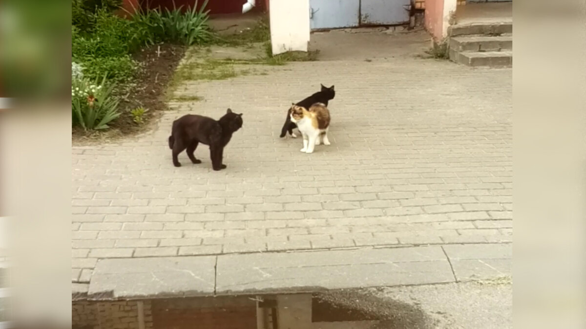 Котики нашего двора. Лопоухий Макскс