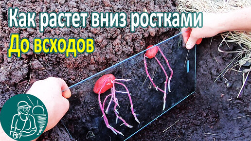 Download Video: Что происходит с картофелем посаженным вниз ростками до всходов 🥔 Картошка в земле 🔍 Опыт Гордеевых