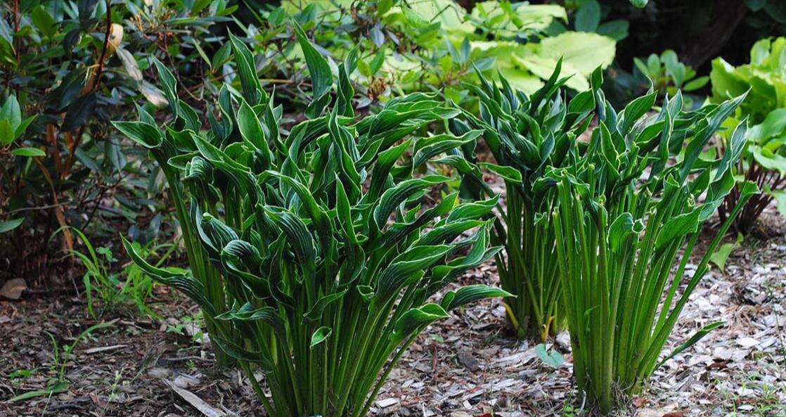 Выбор места для посадки хосты Прэинг Хэндс